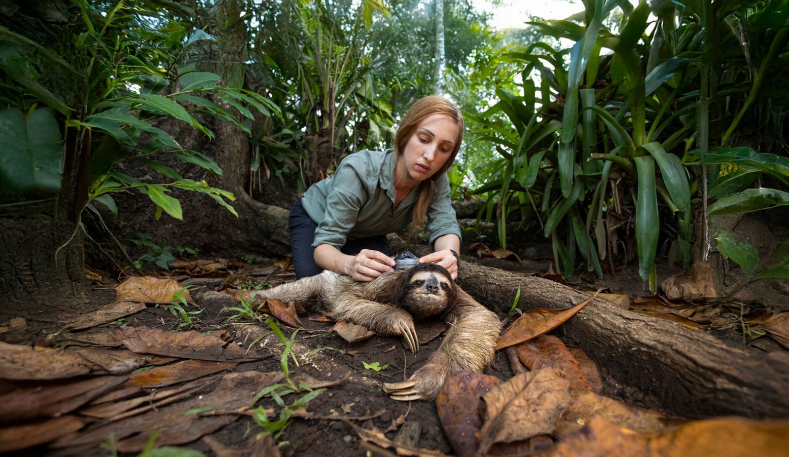 Sloth Gps Tracking Suzi's Wildlife Safaris